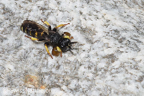 Foto: Crabro peltatus (Grabwespe). Männchen. Ansicht von vorne oben.