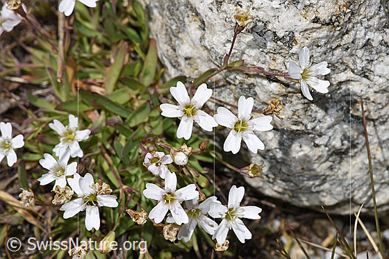 Foto: Felsen-Leimkraut (Silene rupestris). Ganze Pflanze (Habitus). Höhe = 4cm.