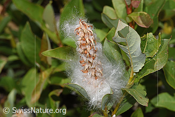 Foto: Sal-Weide (Salix caprea). Früchte und Blätter.
