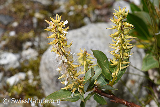 Foto: Sal-Weide (Salix caprea). Früchte.