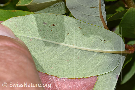 Foto: Sal-Weide (Salix caprea). Blattunterseite.