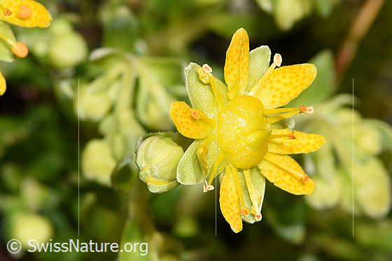 Foto: Bewimperter Steinbrech (Saxifraga aizoides). Blüte.