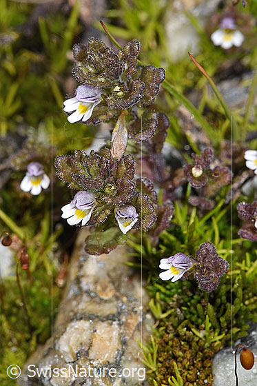 Foto: Zwerg-Augentrost (Euphrasia minima). Ganze Pflanze (Habitus).