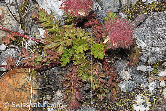 Photo: Geum reptans. Leaves and plant runners.
