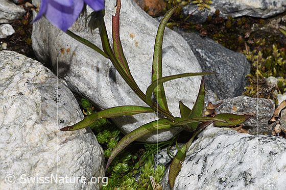 Foto: Scheuchzers Glockenblume (Campanula scheuchzeri). Blätter und Stängel.