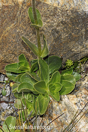 Foto: Rosetten-Ehrenpreis (Veronica bellidioides). Blätter und Stängel.