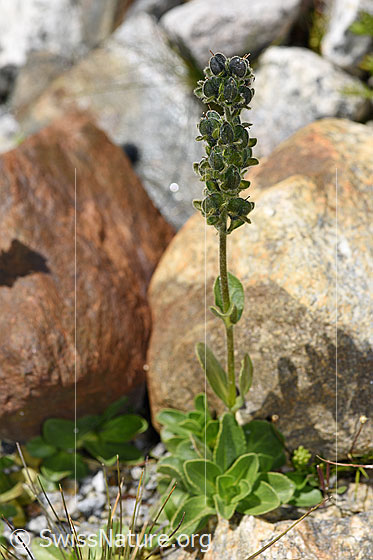 Photo: Veronica bellidioides. Whole plant (habit). Wilted. The inflorescence, stem and fruit are glandular hairy.