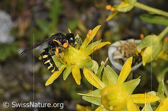 Foto: Crabro peltatus (Grabwespe) auf Bewimpertem Steinbrech (Saxifraga aizoides). Weibchen. Ansicht von der Seite.