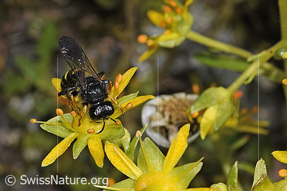 Foto: Crabro peltatus (Grabwespe) auf Bewimpertem Steinbrech (Saxifraga aizoides). Weibchen. Ansicht von oben.