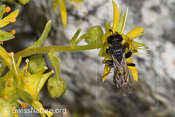 Foto: Crabro peltatus (Grabwespe) auf Bewimpertem Steinbrech (Saxifraga aizoides). Weibchen. Ansicht von oben.