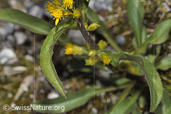 Foto: Alpen-Goldrute (Solidago virgaurea ssp. minuta). Blüten.