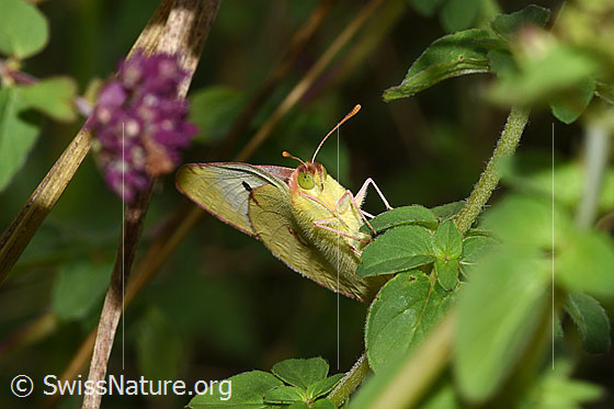 Photo: Colias hyale. Wings closed. View from the front bottom.