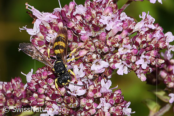 Foto: Bienenjagende Knotenwespe (Cerceris rybyensis) an Echter Dost (Origanum vulgare). Länge 6 - 10mm. Männchen. Ansicht von vorne oben.