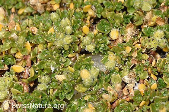 Photo: Herniaria alpina. Blossoms and leaves.