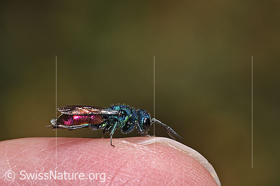 Foto: Wahrscheinlich Chrysis impressa (Goldwespe aus der Chrysis Ignita-Gruppe). Länge 6 - 11mm. Ansicht von der Seite.