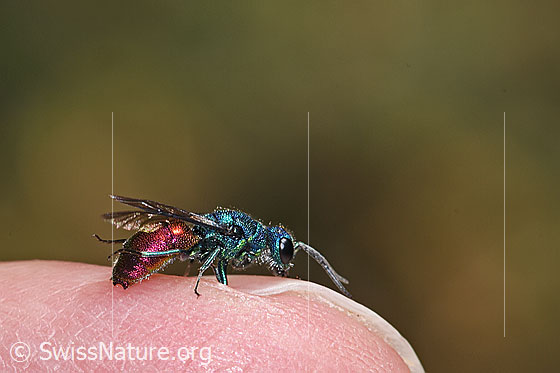 Foto: Wahrscheinlich Chrysis impressa (Goldwespe aus der Chrysis Ignita-Gruppe). Länge 6 - 11mm. Ansicht von der Seite.