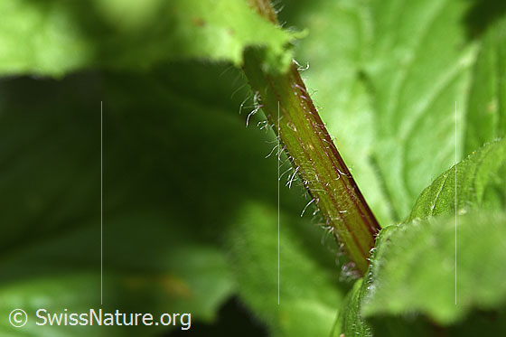 Photo: Crepis pyrenaica. Stem.