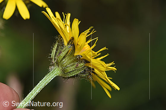 Foto: Pyrenäen-Pippau (Crepis pyrenaica). Blüte, Hüllblätter und Stängel.