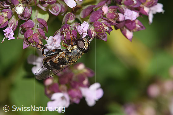 Photo: Syritta pipiens on Origanum vulgare. Length 7 - 9mm. Female. View from diagonally above.