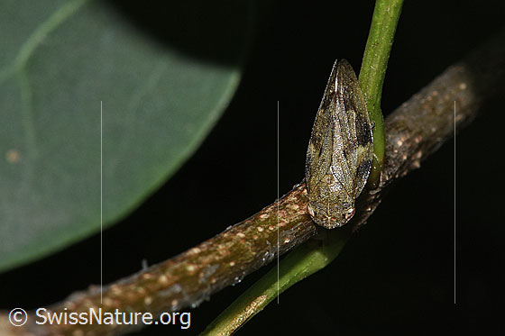 Photo: Aphrophora alni. Length 8 - 10mm. View from above.