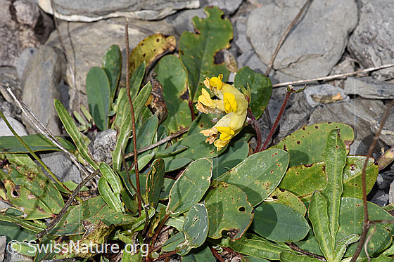 Photo: Anthyllis vulneraria ssp. alpestris. Whole plant (habiti).