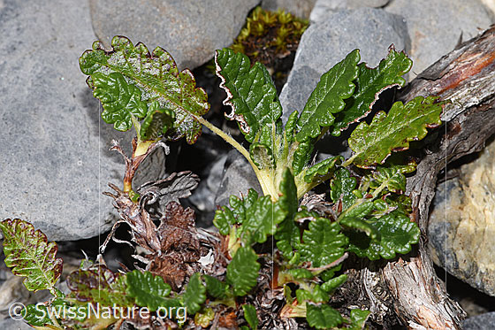 Foto: Silberwurz (Dryas octopetala). Blätter.