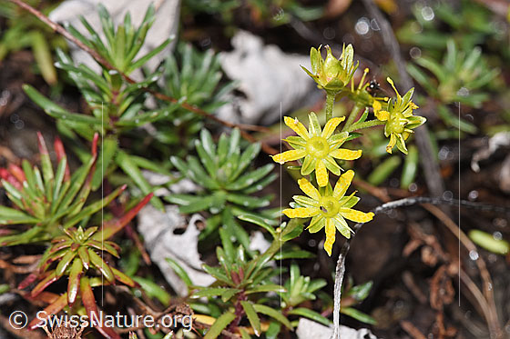 Foto: Bewimperter Steinbrech (Saxifraga aizoides). Ganze Pflanze (Habitus).