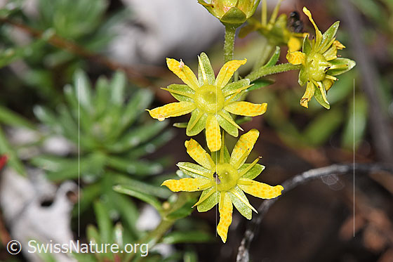 Foto: Bewimperter Steinbrech (Saxifraga aizoides). Blüten.