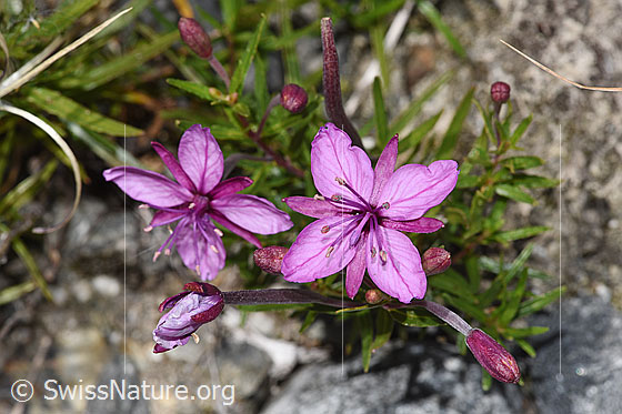 Foto: Fleischers Weidenröschen (Epilobium fleischeri). Blüten.