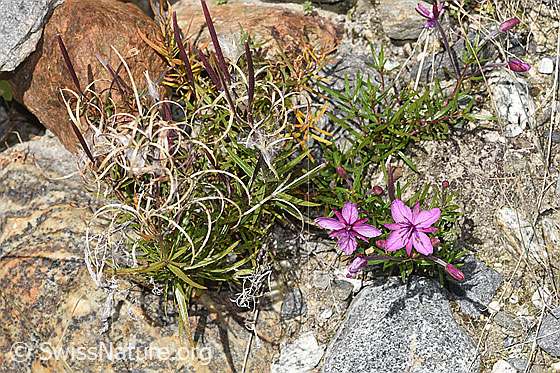 Foto: Fleischers Weidenröschen (Epilobium fleischeri). Ganze Pflanze (Habitus). Zum Teil blühend, zum Teil verblüht.