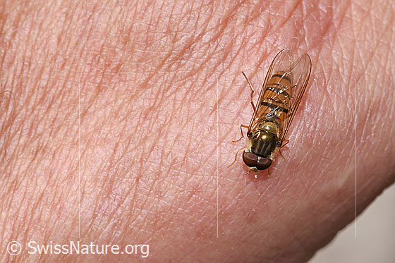 Photo: Episyrphus balteatus. Wings closed. View from above.