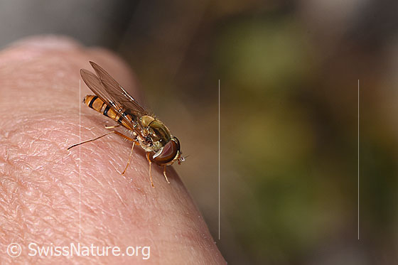 Foto: Hainschwebfliege (Episyrphus balteatus). Flügel geschlossen. Ansicht von der Seite.