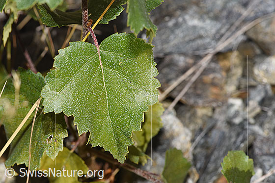 Foto: Moor-Birke (Betula pubescens). Blatt einer jungen Moor-Birke. Blattoberseite.