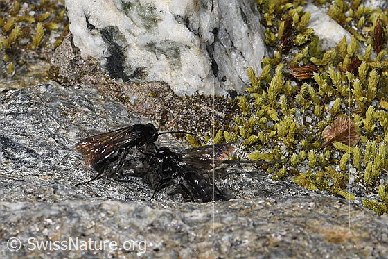 Foto: Wahrscheinlich zwei Anoplius nigerrimus (Wegwespen) mit Pardosa saturatior (Wolfspinne) als Beute. Länge 5 - 10mm. Möglicherweise handelt es sich um ein Brautgeschenk.