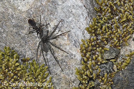 Foto: Wahrscheinlich Anoplius nigerrimus (Wegwespe) mit Pardosa saturatior (Wolfspinne) als Beute. Länge 5 - 10mm. Ansicht von oben.
