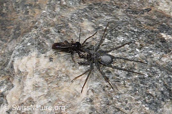 Foto: Wahrscheinlich Anoplius nigerrimus (Wegwespe) und Pardosa saturatior (Wolfspinne). Länge 5 - 10mm. Ansicht von schräg oben. Die Spinne zieht ihre Beute rückwärtsgehend über den Boden.