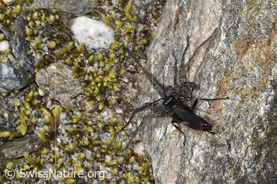 Foto: Wahrscheinlich Anoplius nigerrimus (Wegwespe) und Pardosa saturatior (Wolfspinne). Länge 5 - 10mm. Ansicht von hinten oben. Die Spinne zieht ihre Beute rückwärtsgehend über Boden und Steine.