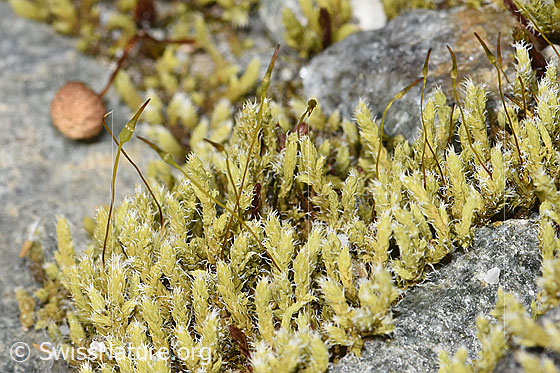 Foto: Wahrscheinlich Graues Zackenmützenmoos (Racomitrium canescens aggr.). Nahaufnahme. Zu sehen sind die Gametophten und ein paar Sporophyten mit den aufgesetzten Samenkapseln.