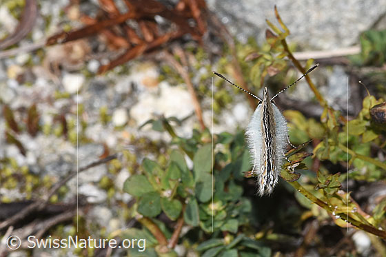 Foto: Hauhechelbläuling (Polyommatus icarus). Flügel geschlossen. Ansicht von oben.