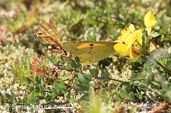 Foto: Postillon (Colias crocea) an Alpen-Hornklee (Lotus alpinus). Flügel geschlossen. Ansicht von schräg oben.