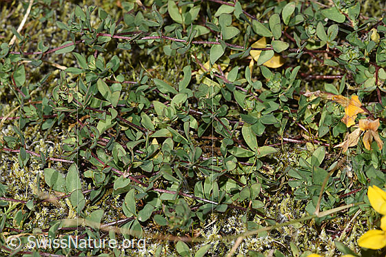 Foto: Alpen-Hornklee (Lotus alpinus). Blätter und Stängel.