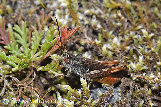 Foto: Wahrscheinlich Brauner Grashüpfer (Chorthippus brunneus). Länge 13 - 18mm. Männchen. Ansicht von seitlich oben.