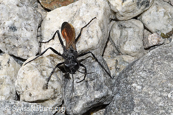 Foto: Wahrscheinlich Podalonia alpina (Grabwespe). Länge 10 - 14mm. Ansicht von vorne oben.