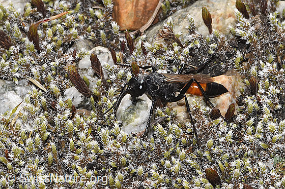 Foto: Wahrscheinlich Podalonia alpina (Grabwespe). Länge 10 - 14mm. Ansicht von seitlich vorne oben.
