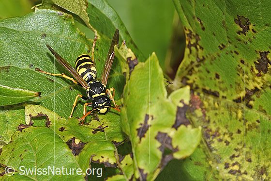 Foto: Französische Feldwespe (Polistes dominula). Länge 12 - 15mm. Weibchen. Ansicht von vorne oben.
