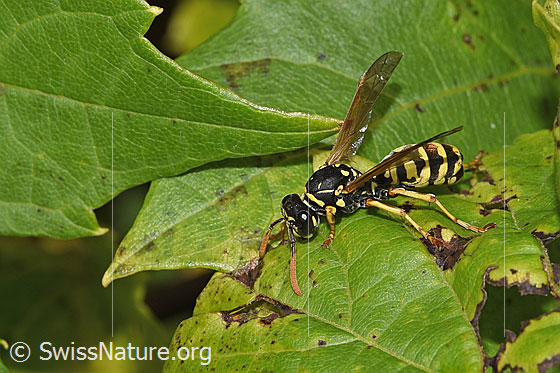 Foto: Französische Feldwespe (Polistes dominula). Länge 12 - 15mm. Weibchen. Ansicht von seitlich oben.