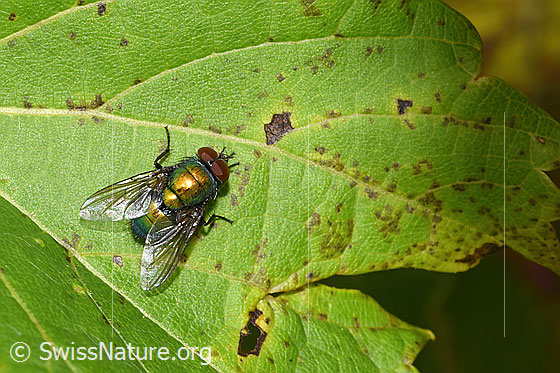 Foto: Neomyia cornicina (Fliege). Länge 6 - 9mm. Männchen. Ansicht von oben.