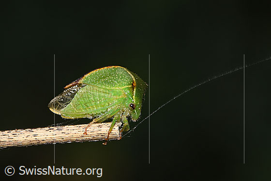 Photo: Stictocephala bisonia. Ansicht sfrom the side.