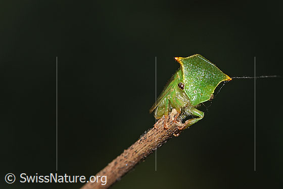 Photo: Stictocephala bisonia. View from side front.