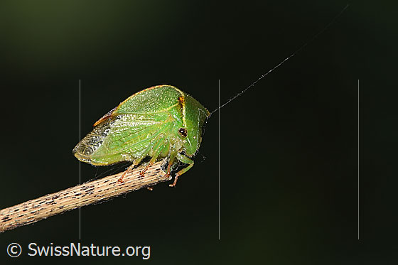 Photo: Stictocephala bisonia. View from the front side below.